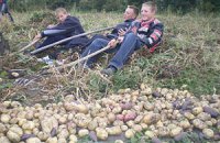 В Україні очікується падіння врожаю картоплі