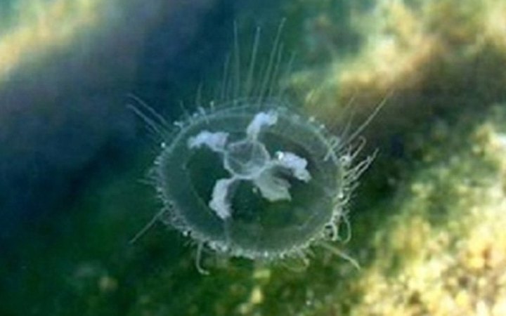 Найбільша АЕС Франції призупинила роботу через нашестя медуз