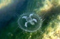 Найбільша АЕС Франції призупинила роботу через нашестя медуз