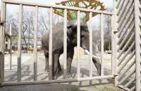 Київський зоопарк розпочав роботу в режимі парку