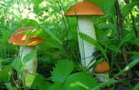 В Хмельницкой области ввели налог на грибы