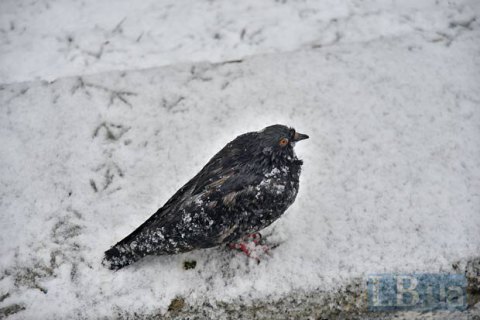 В среду в Киеве обещают мокрый снег с дождем
