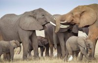 Зімбабве розпродасть слонів