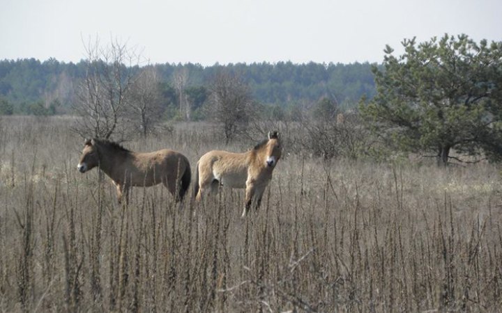 В Чорнобилі на міні підірвався червонокнижний кінь Пржевальського