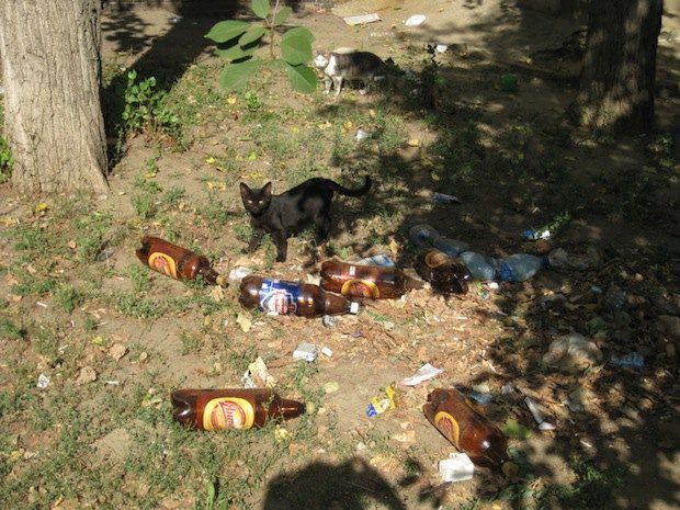 г. Николаев, Корабелов, 18 А. Перед самим входом в дом, в груде хаоса пивных бутылок, гостей встречает черная кошка