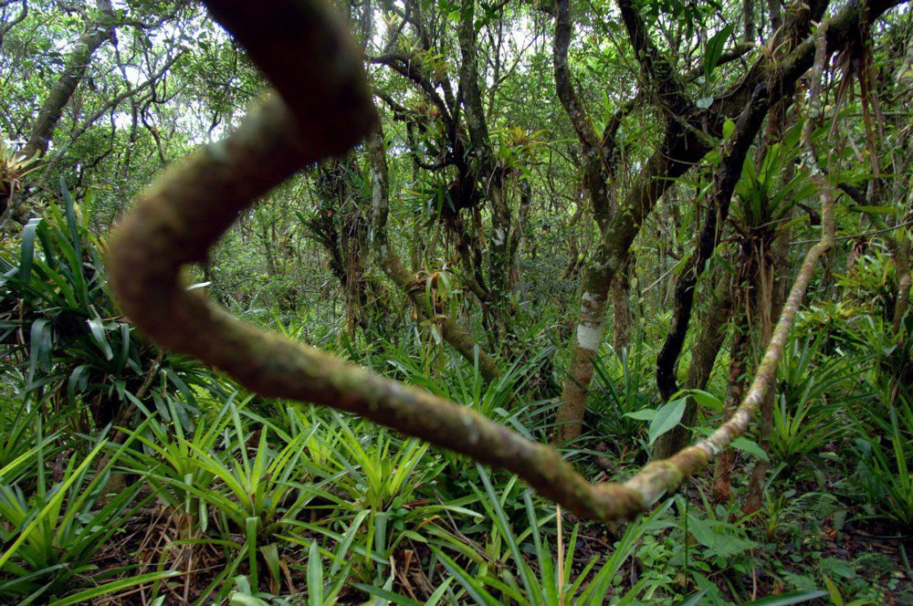 Ліси у штаті Сан-Паулу, Бразилія, січень 2006 року