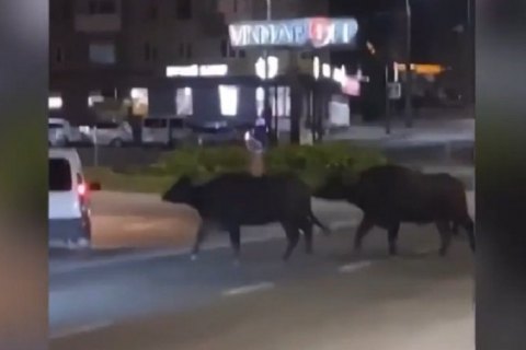 У Тернополі із зоопарку втекли два буйволи та поні і гуляли нічним містом 