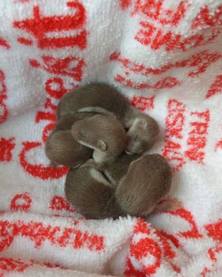 Кубло ласок, яке зруйнували, коли прибирали в гаражі