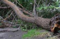 Ураганный ветер в Симферополе повалил деревья и снес крышу