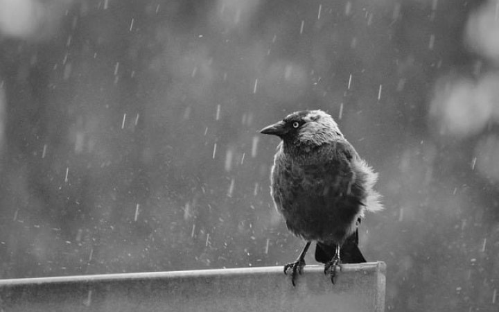 Гідрометцентр попередив про грози і град у низці областей у понеділок