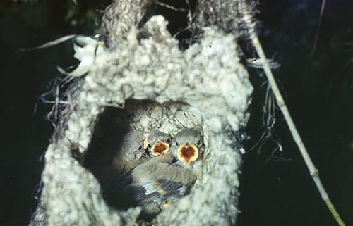 Виктор Пасмор продолжает удивлять нас сїемками птиц: И опять синицы. Гнездо ремеза. Выглядит как валенок, прикреплённый к
свисающим над водой веткам. 