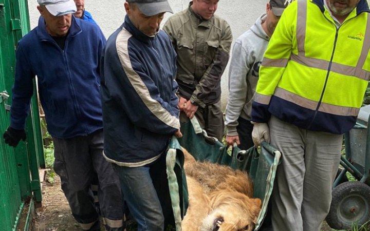 Зоозахисники евакуювали за кордон врятованих від війни левів 