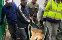 Зоозахисники евакуювали за кордон врятованих від війни левів 