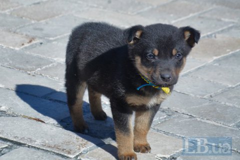 Львів'ян зобов'язали реєструвати домашніх собак