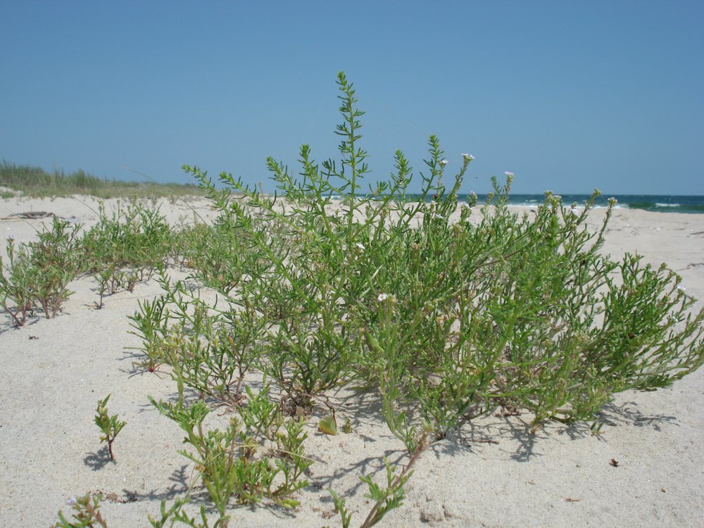 Піщаний берег Будацького лиману