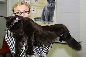 На голову ростовчанину упал 12-килограммовый кот