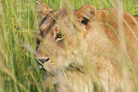 Западноафриканские львы включены в список исчезающих видов
