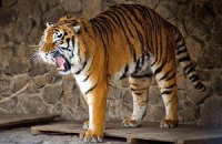 24 августа тигры Киевского зоопарка празднуют день рождения