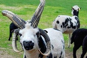 Київський зоопарк поповнився баранами Святого Якова