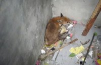 В подвале киевской многоэтажки нашли лису