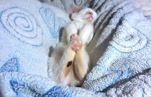 Галина прислала смешное фото спящей кошечки
