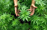 В Хорватии разрешили употреблять марихуану в медицинских целях