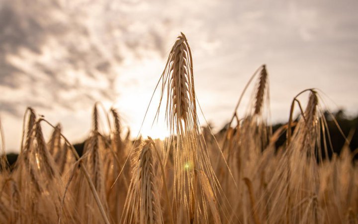 Китай відмовляється купувати російську пшеницю, - Bloomberg 