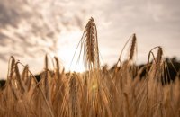 Китай відмовляється купувати російську пшеницю, - Bloomberg 
