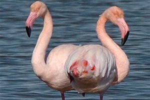 В Индии погибли около 140 фламинго