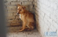 Захист тварин в Україні: як вберегти їх від людей