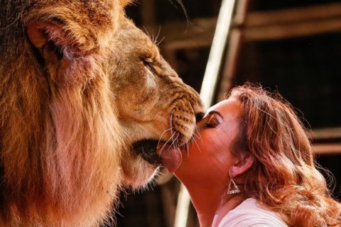 В передвижном цирке в Кривом Роге от острой сердечной недостаточности умер лев