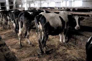 Украинских быков и баранов отправят на экспорт