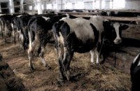 Украинских быков и баранов отправят на экспорт