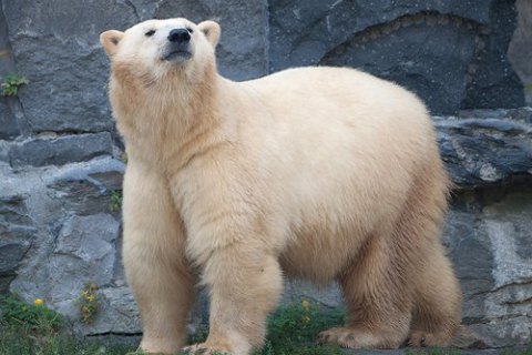 В России на архипелаге с ядерным полигоном ввели режим ЧС из-за нашествия белых медведей