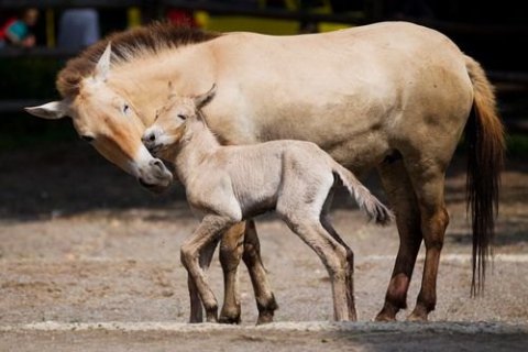 У Техасі вперше клонували коня Пржевальського