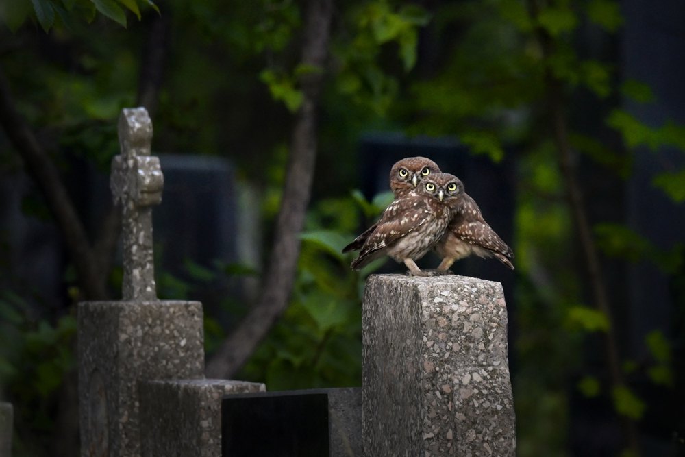Сич хатній
