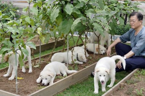 Президент Южной Кореи предложил запретить есть собак
