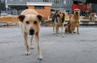 В Киеве протестуют против массовых убийств бездомных животных