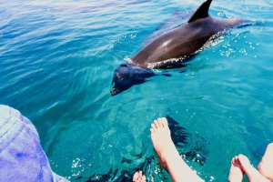 В Харьков перевезли донецких дельфинов и котиков