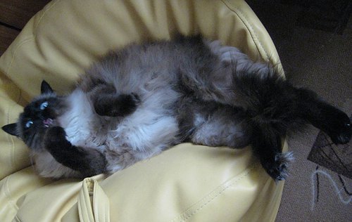 А це, за запевненням господині, найчудовіша кішечка у світі й у всесвіті - Юталіна, порода невська маскарадна.
