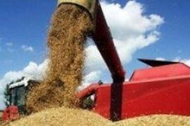 Зернотрейдеры прекратили закупку украинской пшеницы