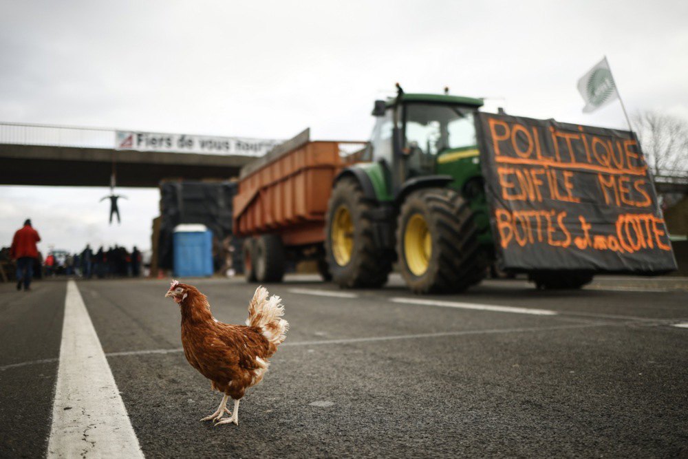Півень прогулюється по автомагістралі, яку заблокували фермери на тракторах у Жоссіньї, на схід від Парижа, 30 січня 2024 р.