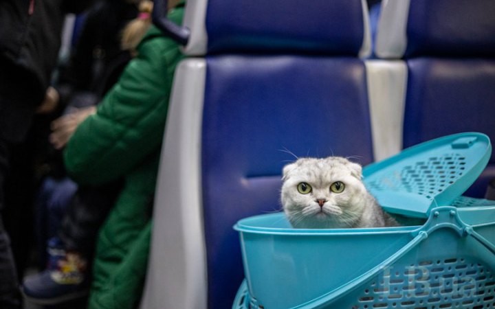 Кабмін затвердив єдині правила перевезення тварин в автобусах