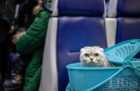 Кабмін затвердив єдині правила перевезення тварин в автобусах