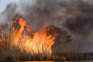 На Миколаївщині згоріло 80 га очерету