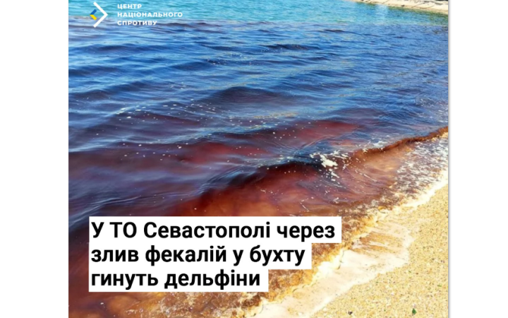 Нацспротив: у тимчасово окупованому Севастополі через злив фекалій у бухту гинуть дельфіни