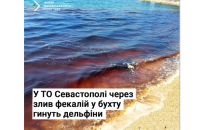 Нацспротив: у тимчасово окупованому Севастополі через злив фекалій у бухту гинуть дельфіни