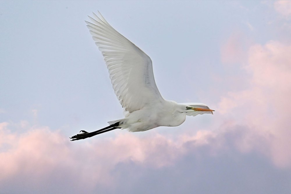 Чепура велика