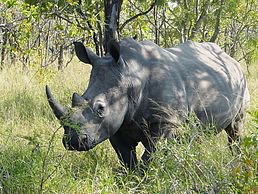 У США помер один із чотирьох останніх на Землі білих носорогів