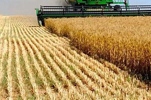 Дожди стопорят уборку зерна в Украине